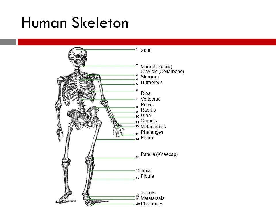 Project B: Intermediate Anatomy, Assessment & Program Design HCS ppt ...