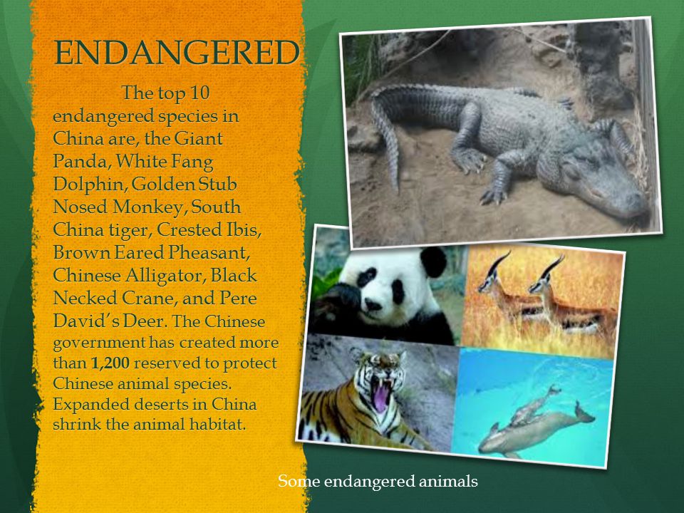 ALL ABOUT CHINESE ANIMALS - ppt download