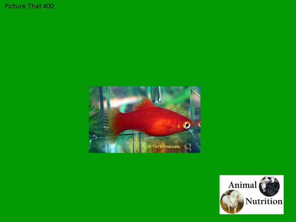 Picture That 400 Platy