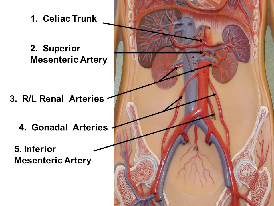 Tuesday Oct. 28 Review arm/leg/face/trunk muscles for 30 minutes - ppt  video online download