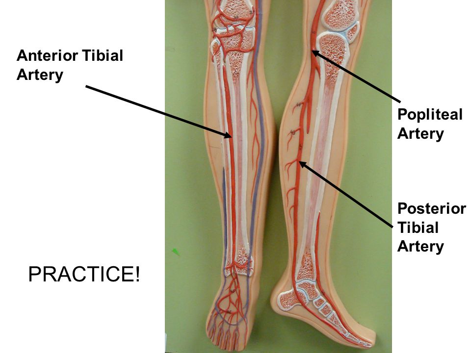 Tuesday Oct 28 Review Arm Leg Face Trunk Muscles For 30 Minutes Ppt Video Online Download