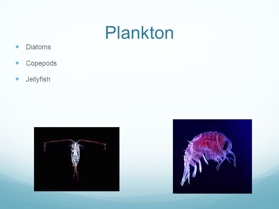 Plankton Diatoms Copepods Jellyfish