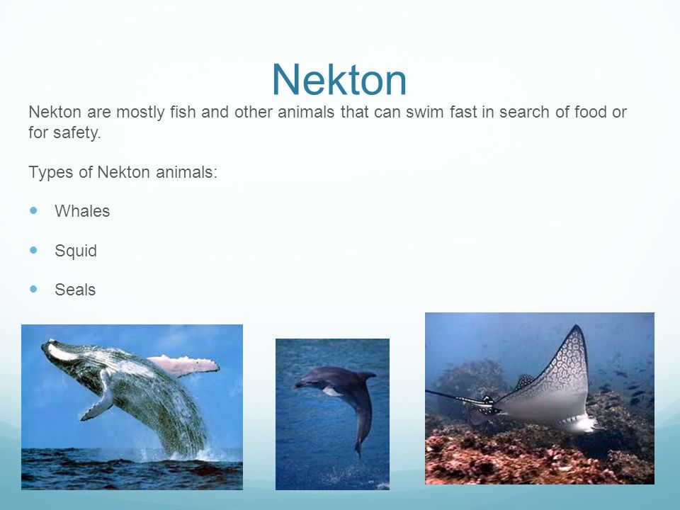 Nekton Nekton are mostly fish and other animals that can swim fast in search of food or for safety.