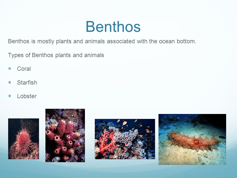 Benthos Benthos is mostly plants and animals associated with the ocean bottom. Types of Benthos plants and animals.