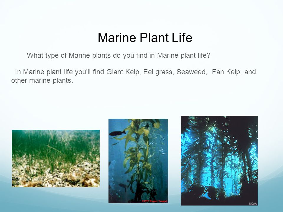 Marine Plant Life