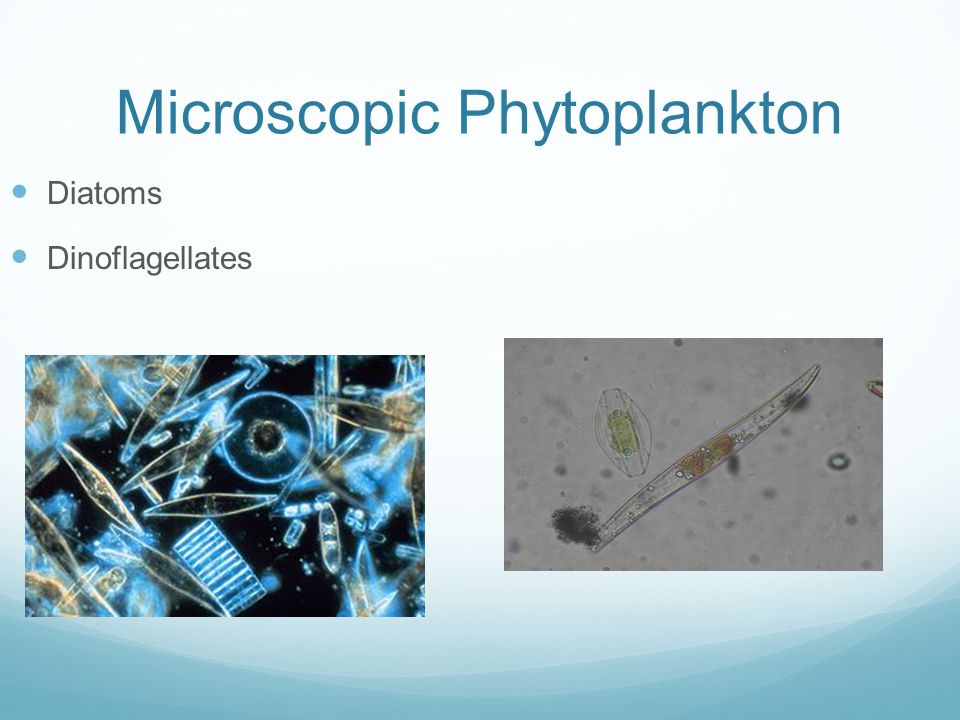 Microscopic Phytoplankton