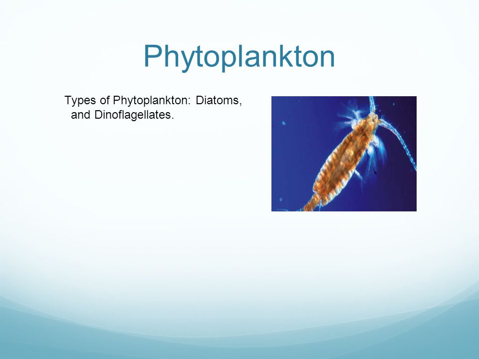 Phytoplankton Types of Phytoplankton: Diatoms, and Dinoflagellates.