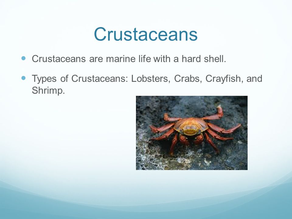 Crustaceans Crustaceans are marine life with a hard shell.