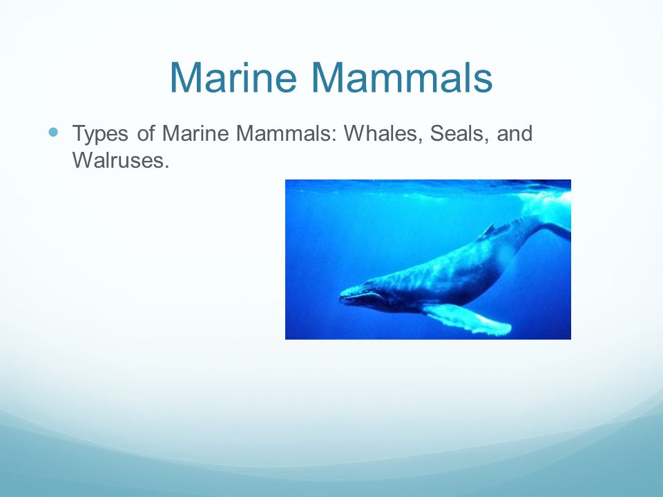 Marine Mammals Types of Marine Mammals: Whales, Seals, and Walruses.