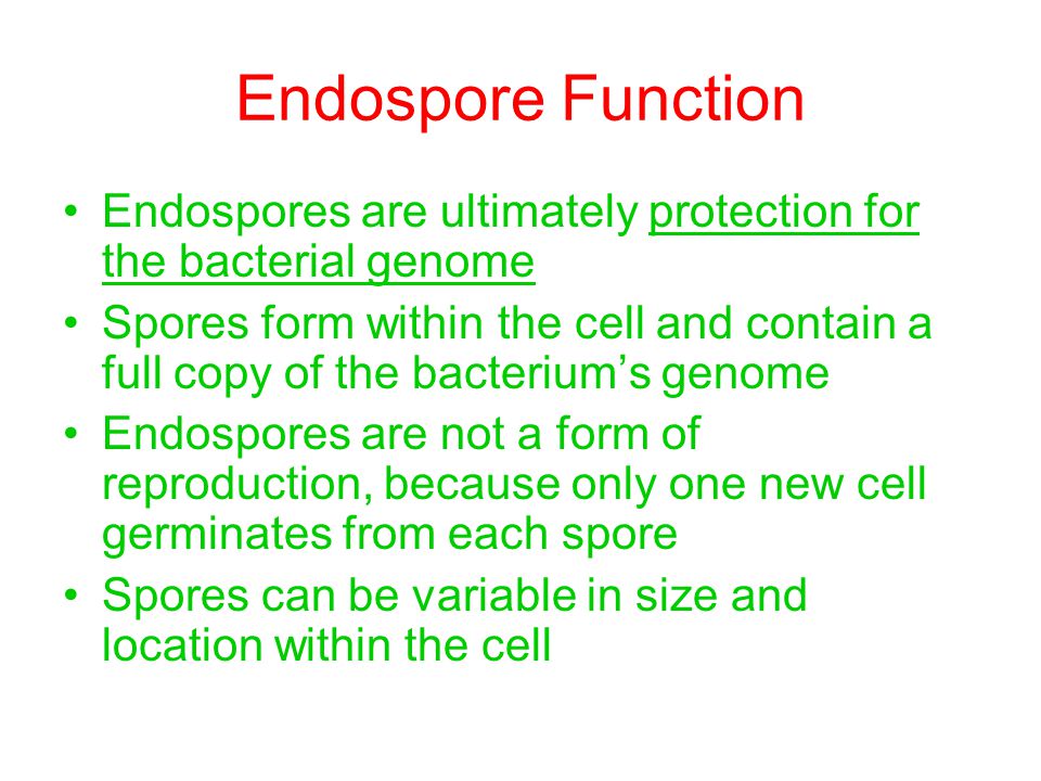 purpose of endospores