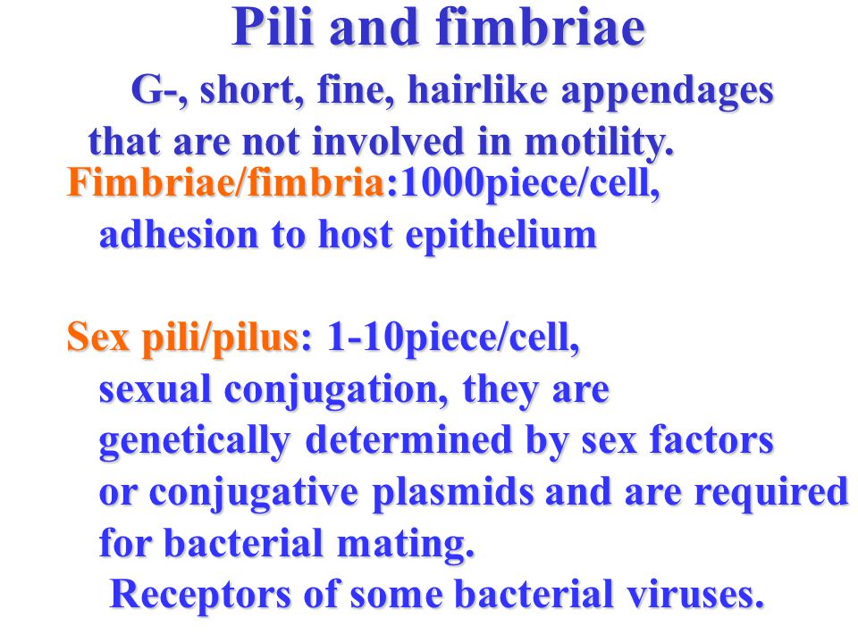 Pili and fimbriae Flagella The bacterial endospore - ppt video online  download