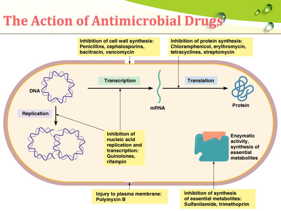 Antimicrobial Drugs Chart