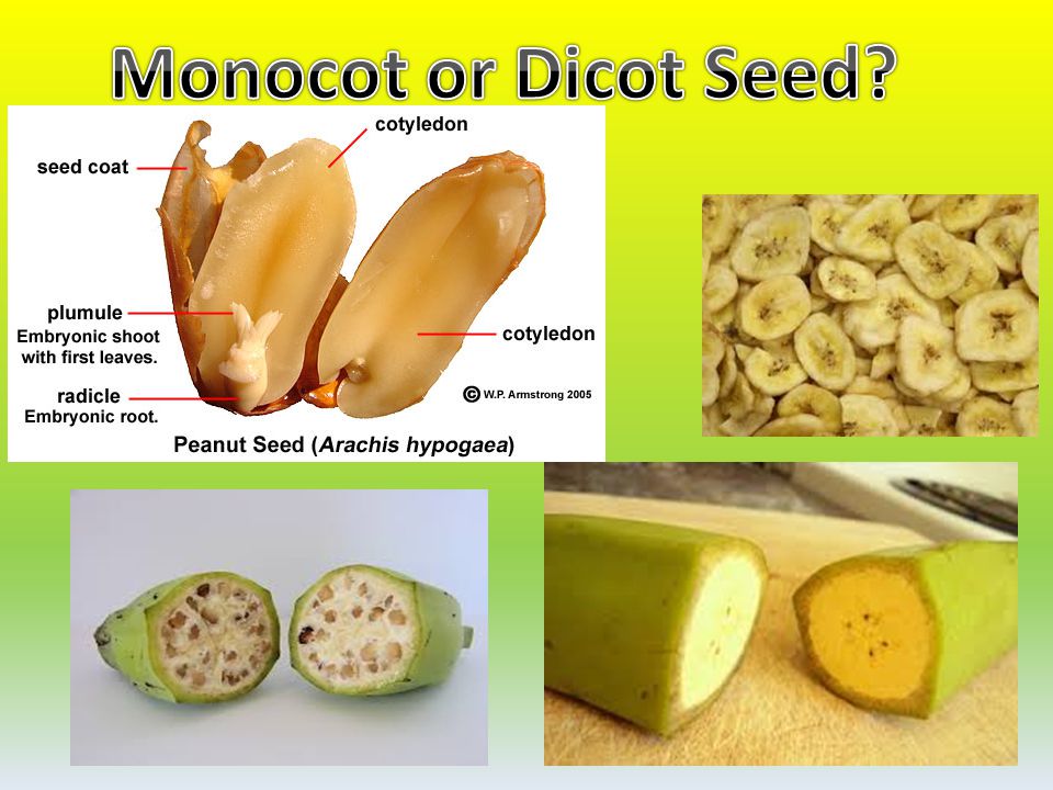 Homework help fruit seeds monocot