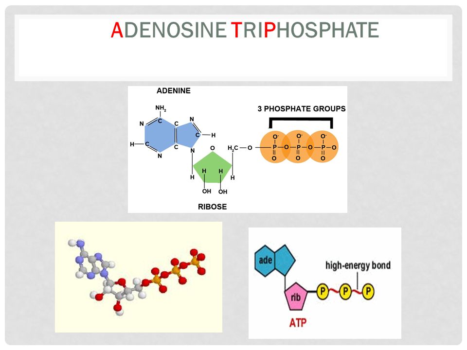 Cell Energy & Enzymes Ch , Ch. 6 & Ch ppt video online download