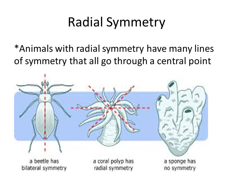 Animal Symmetry: Transitioning from Vertebrates to Invertebrates! - ppt  video online download