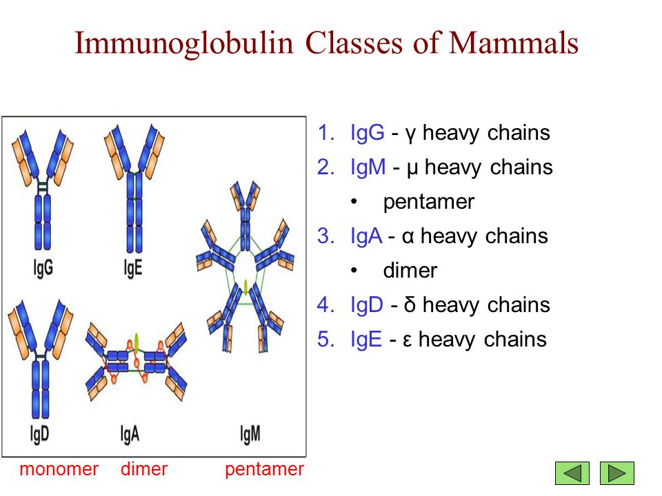 Иммуноглобулинов класса igg. Схема строения IGE. Схему образования IGE. Иммуноглобулин. Иммуноглобулин д.