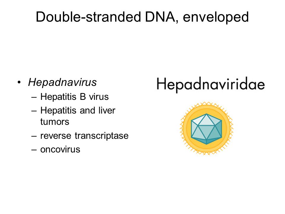 Single Stranded Dna Non Enveloped Ppt Download