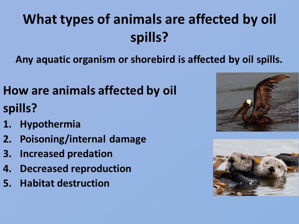 What types of animals are affected by oil spills