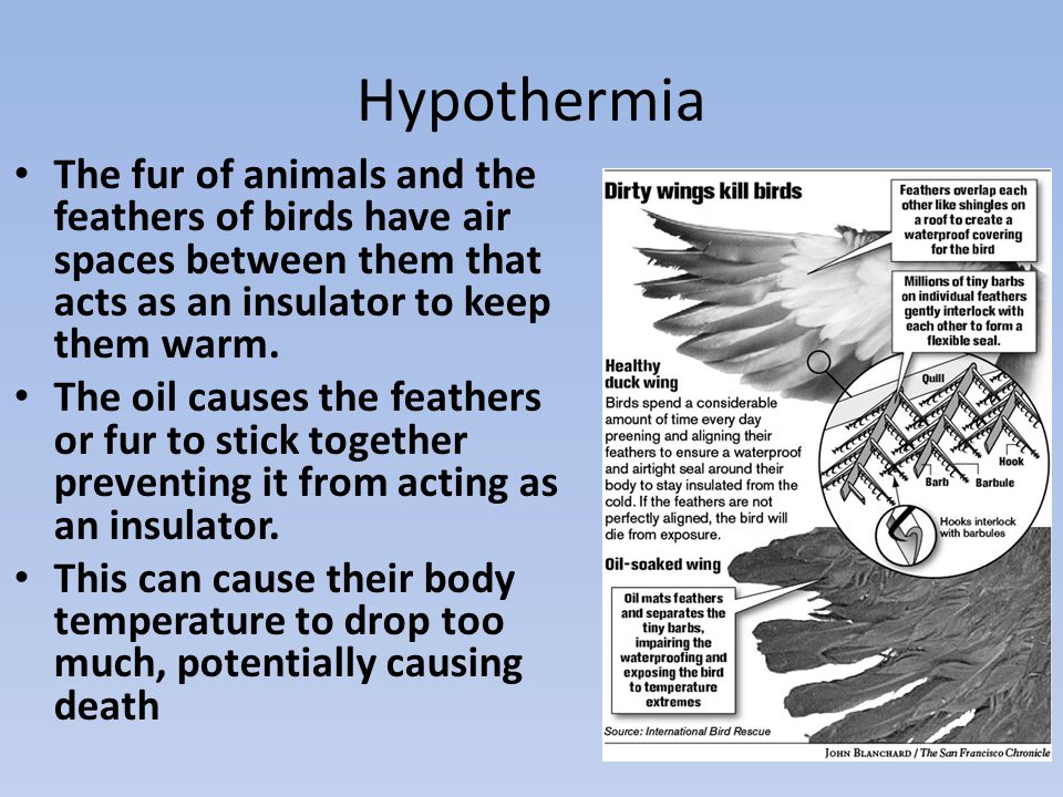 Hypothermia The fur of animals and the feathers of birds have air spaces between them that acts as an insulator to keep them warm.
