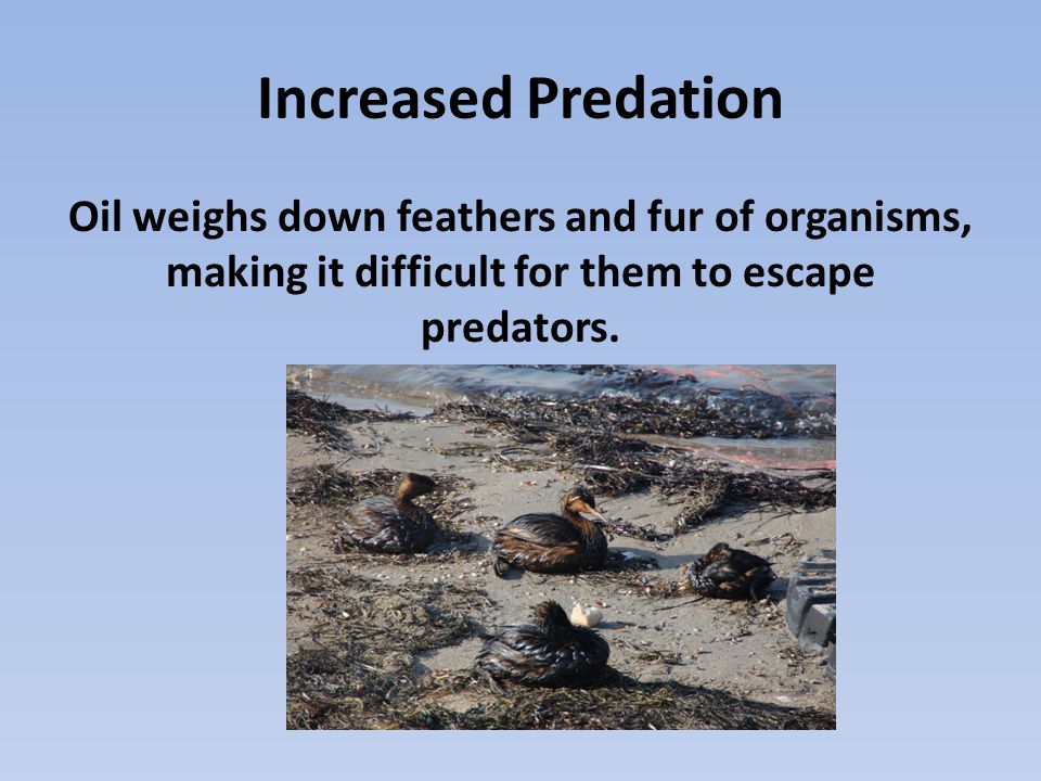 Increased Predation Oil weighs down feathers and fur of organisms, making it difficult for them to escape predators.