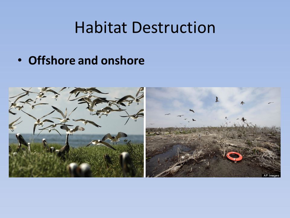 Habitat Destruction Offshore and onshore