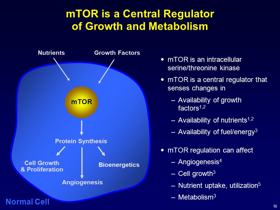 mTOR is a Central Regulator of Growth and Metabolism