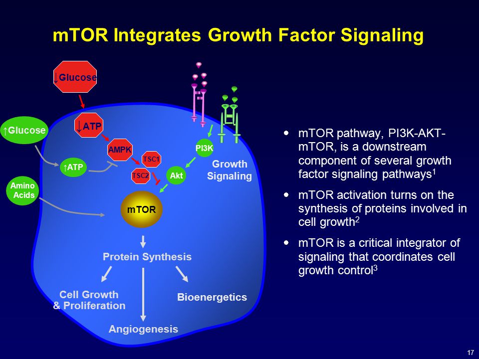 mTOR Integrates Growth Factor Signaling
