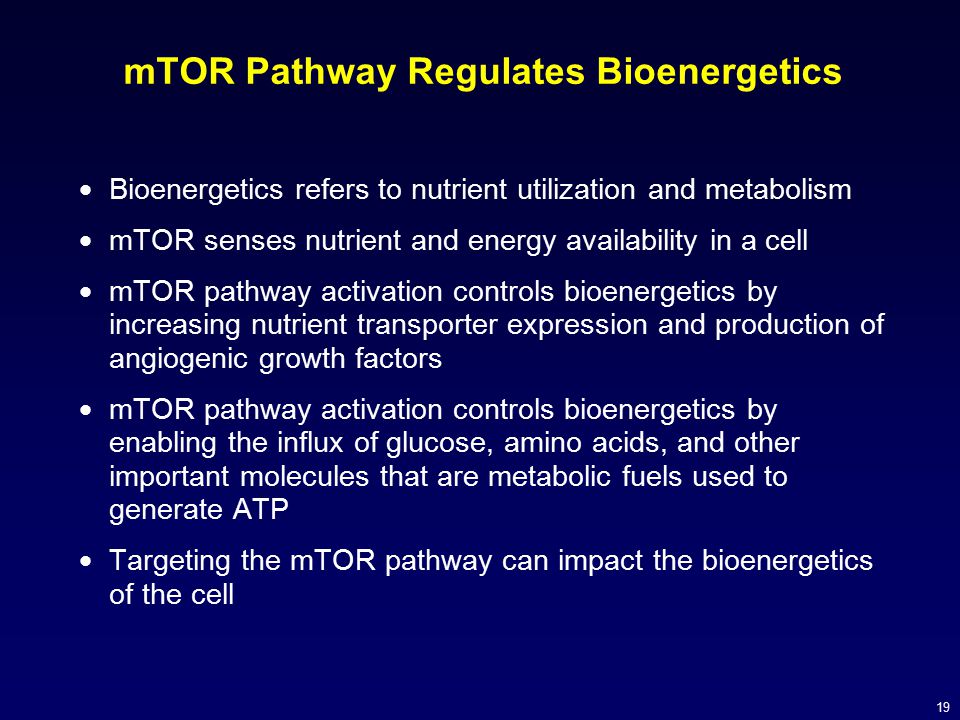 mTOR Pathway Regulates Bioenergetics