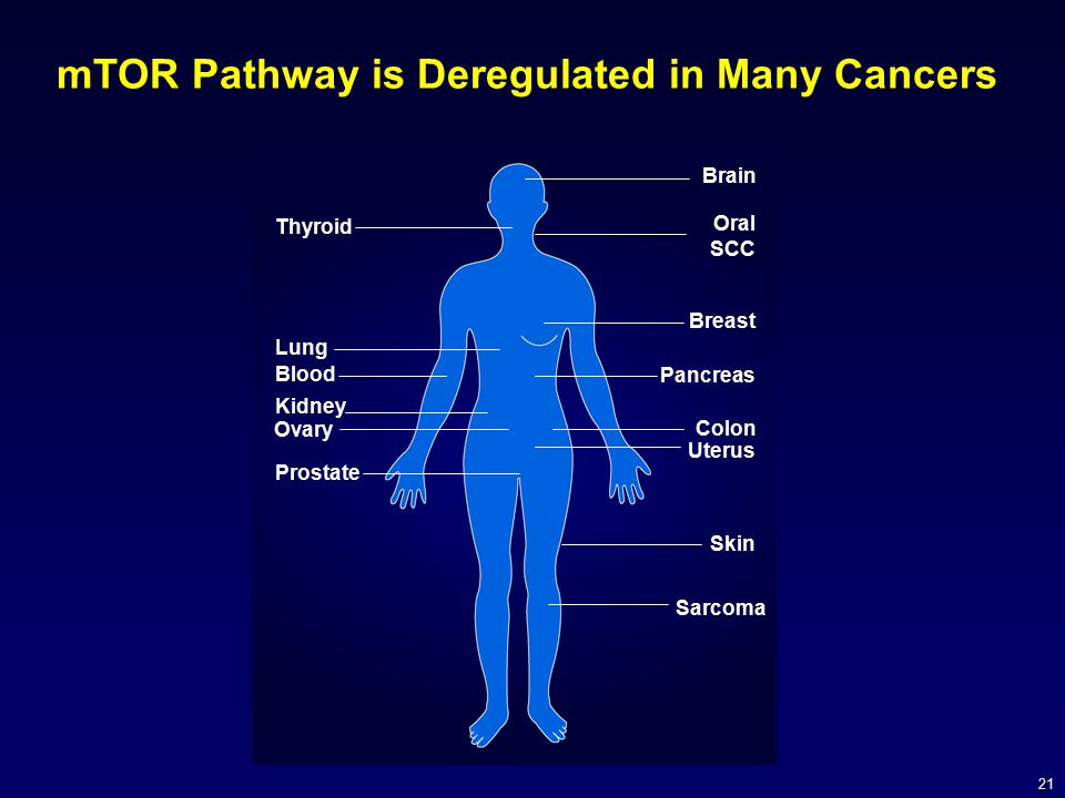mTOR Pathway is Deregulated in Many Cancers