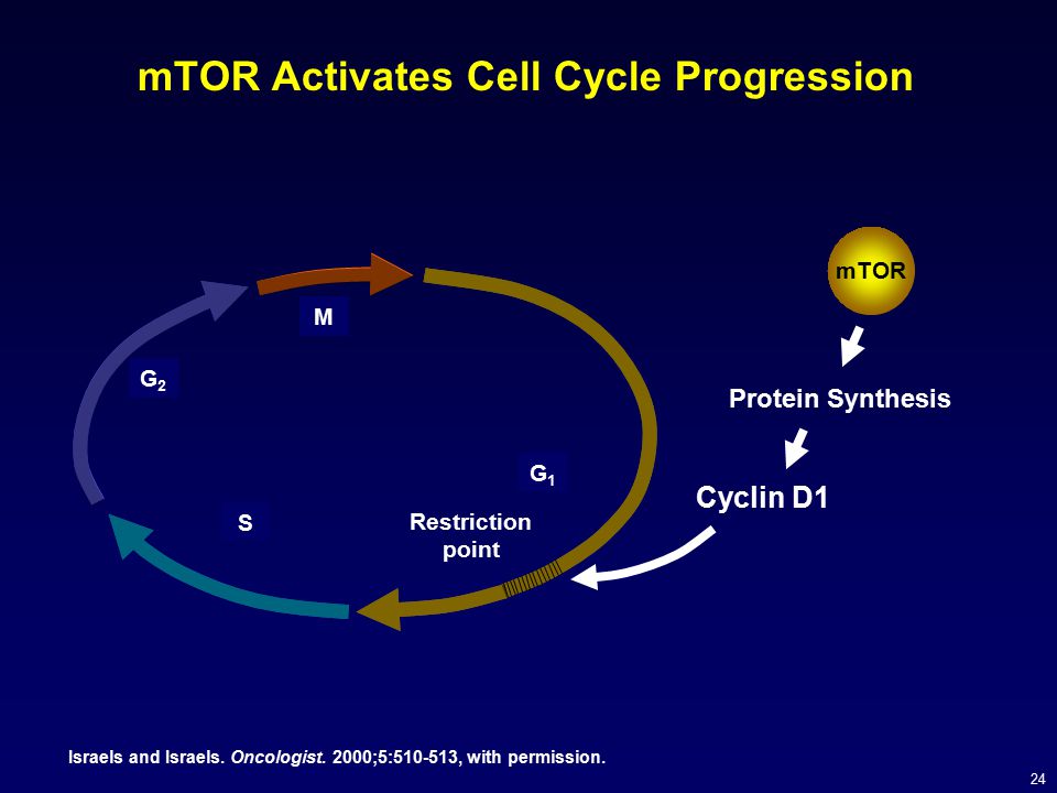 mTOR Activates Cell Cycle Progression