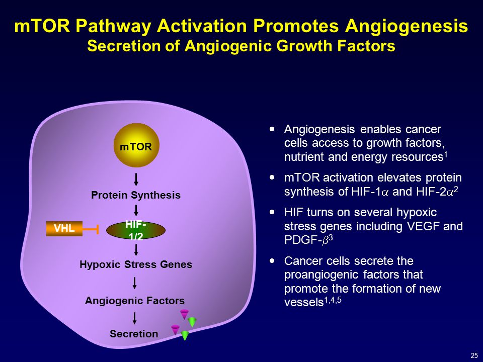 mTOR Pathway Activation Promotes Angiogenesis Secretion of Angiogenic Growth Factors