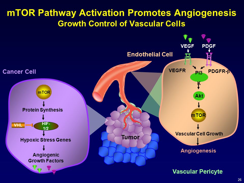mTOR Pathway Activation Promotes Angiogenesis Growth Control of Vascular Cells
