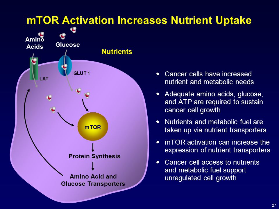 mTOR Activation Increases Nutrient Uptake