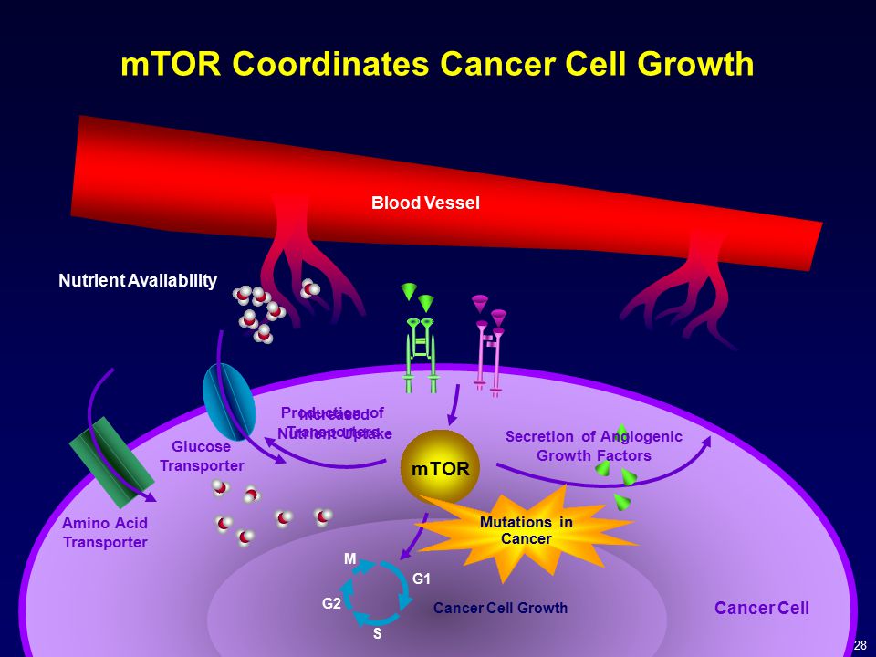 mTOR Coordinates Cancer Cell Growth