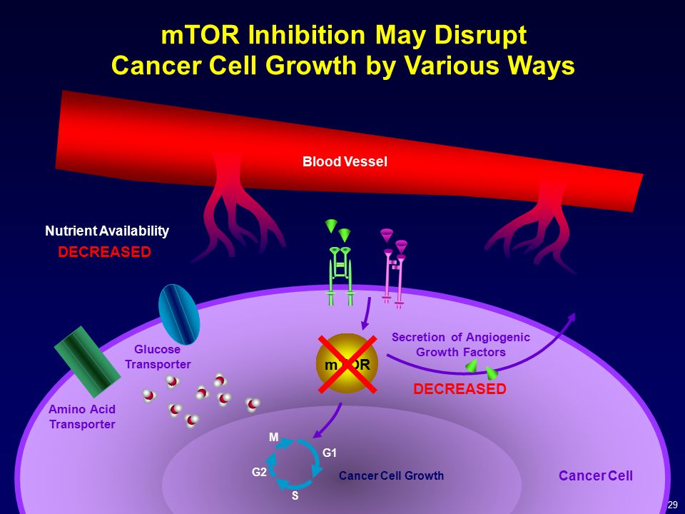 mTOR Inhibition May Disrupt Cancer Cell Growth by Various Ways