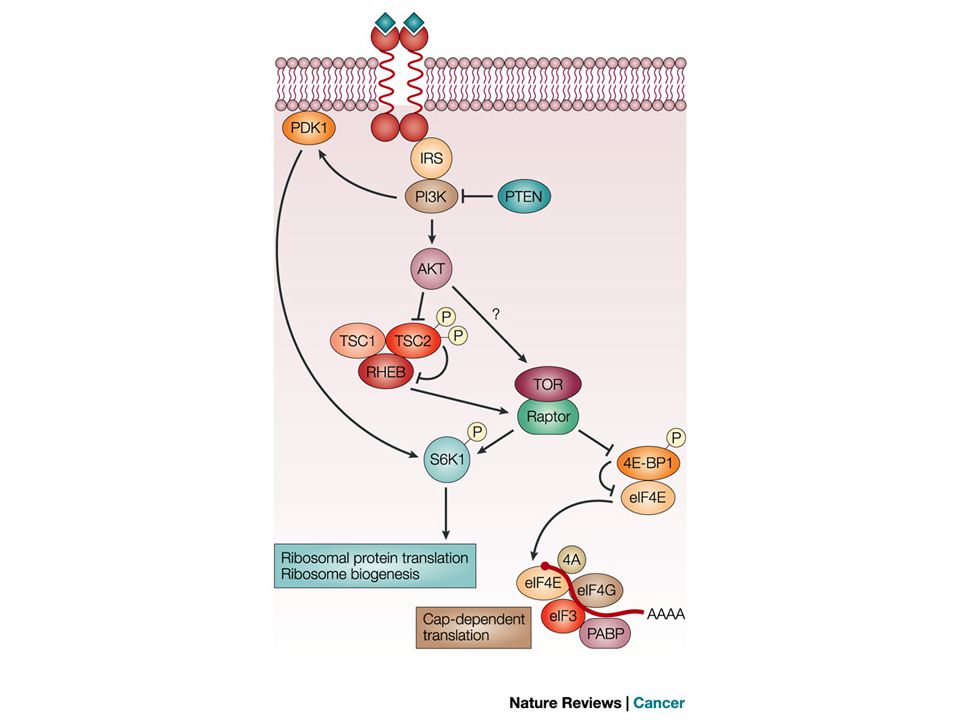 The target of rapamycin signalling pathway