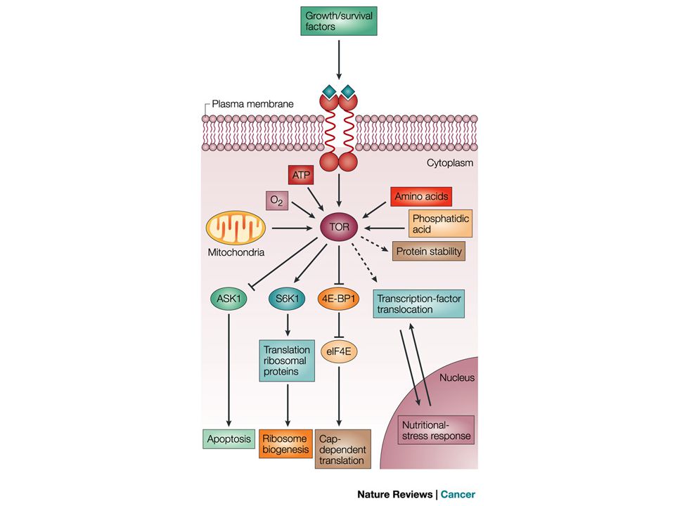 Target of rapamycin is a central regulator of cell growth and proliferation in response to environmental and nutritional conditions.