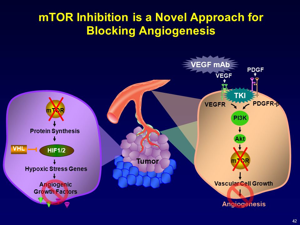 mTOR Inhibition is a Novel Approach for Blocking Angiogenesis