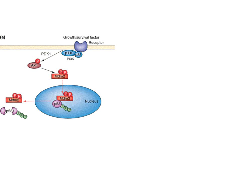 Phosphoinositide 3-kinase (PtdIns 3-kinase)–Akt signaling suppresses and PTEN promotes p53 function.