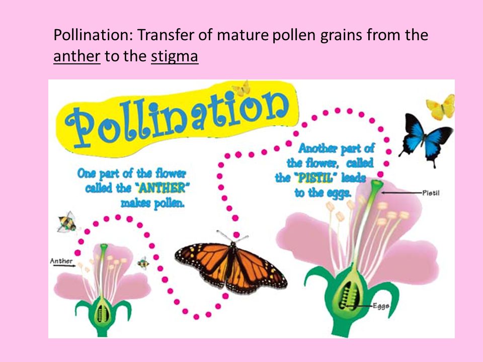 Pollination: Transfer of mature pollen grains from the anther to the stigma