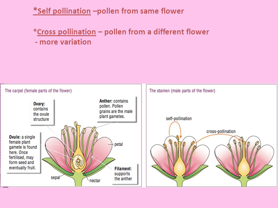 Self pollination –pollen from same flower