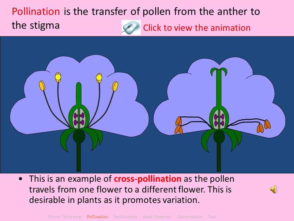 Pollination is the transfer of pollen from the anther to the stigma
