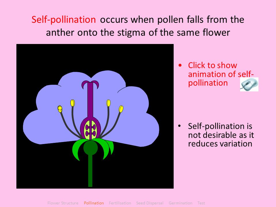 Self-pollination occurs when pollen falls from the anther onto the stigma of the same flower