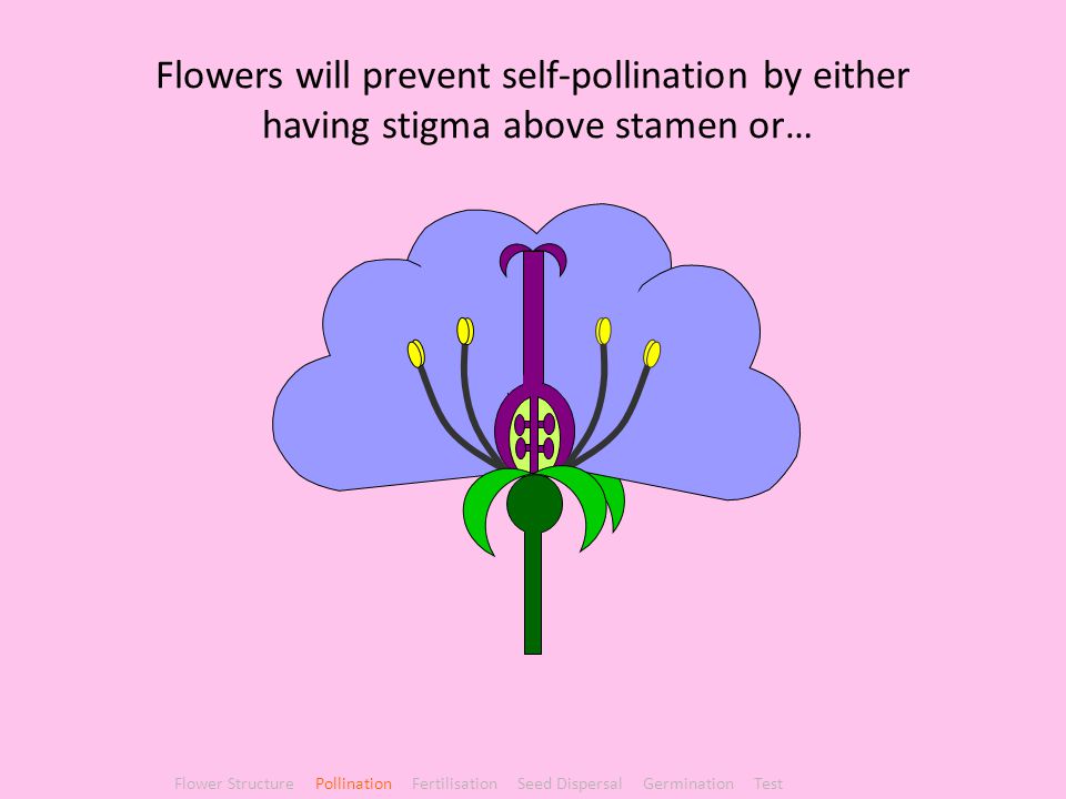 Flowers will prevent self-pollination by either having stigma above stamen or…