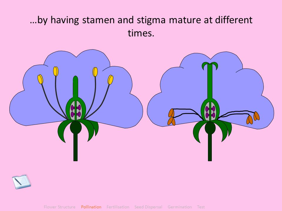 …by having stamen and stigma mature at different times.