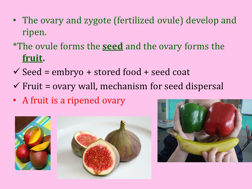 The ovary and zygote (fertilized ovule) develop and ripen.