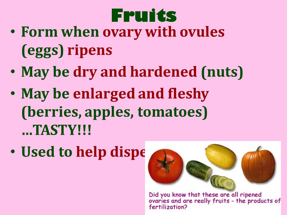 Fruits Form when ovary with ovules (eggs) ripens