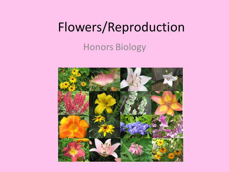 Flowers/Reproduction