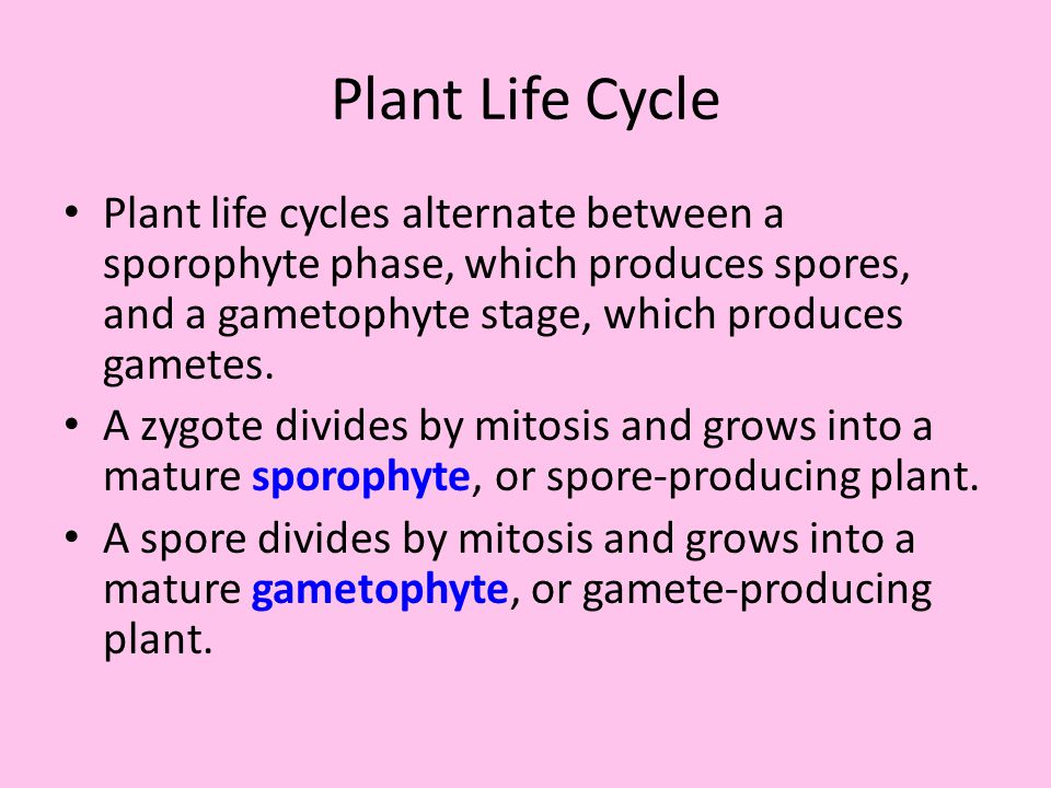 Plant Life Cycle Plant life cycles alternate between a sporophyte phase, which produces spores, and a gametophyte stage, which produces gametes.