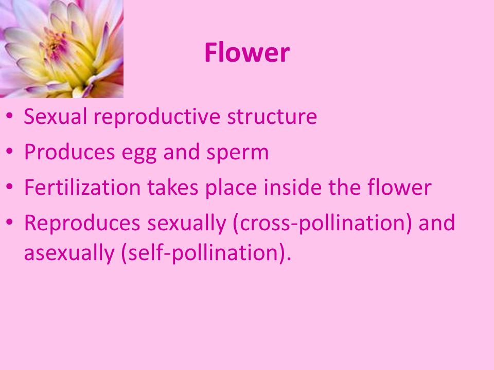 Flower Sexual reproductive structure Produces egg and sperm